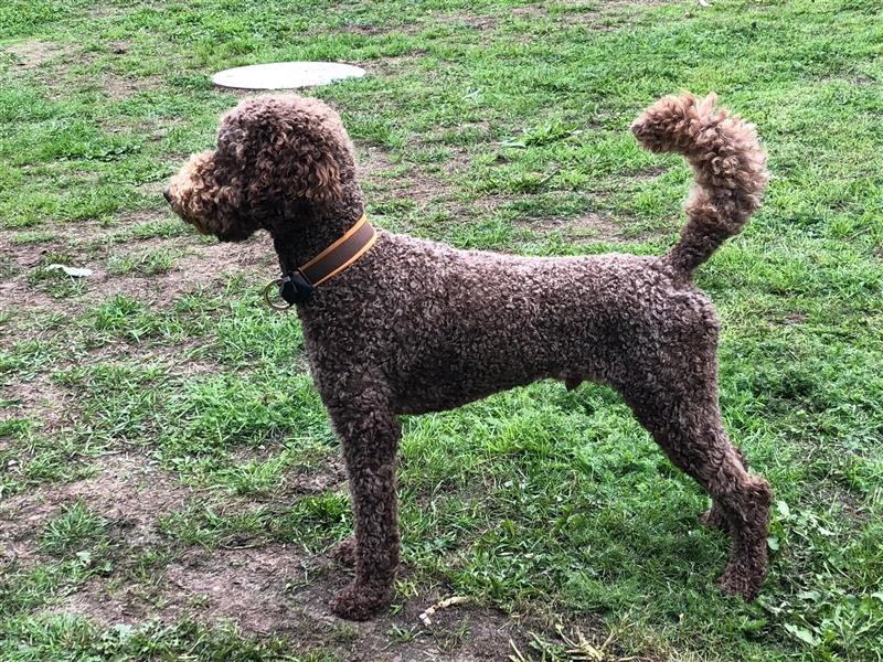 Labradoodle F1 Standard abgabebereit