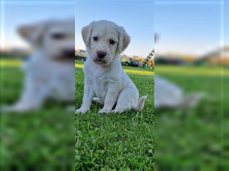 Labradoodle Welpen