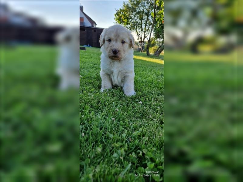 Labradoodle Welpen