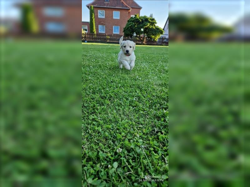 Labradoodle Welpen