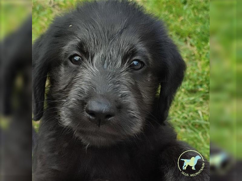 Labradoodle F1 Standard abgabebereit