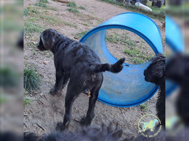 Labradoodle F1 Standard abgabebereit