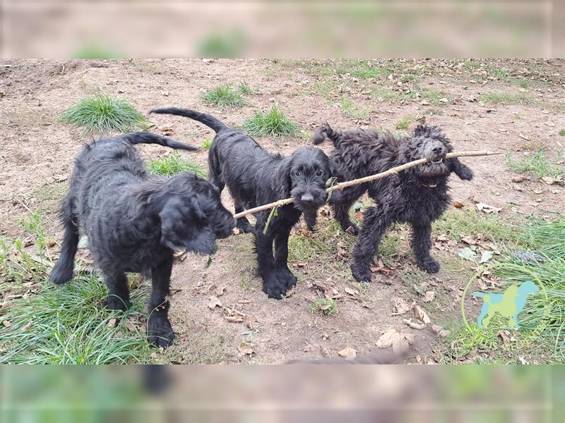 Labradoodle F1 Standard abgabebereit