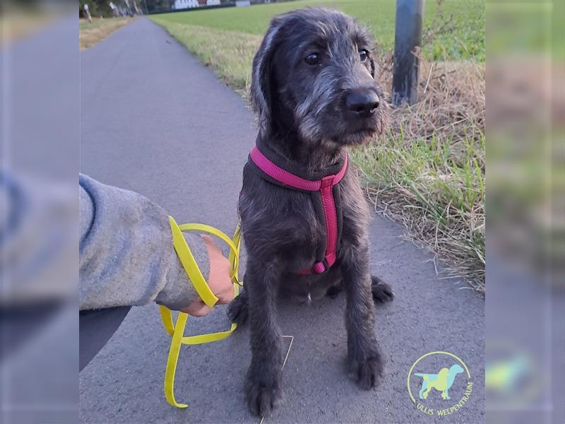 Labradoodle F1 Standard abgabebereit