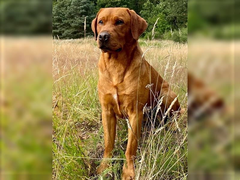 Abgabebereite F1 Labradoodle Welpen mit Ahnentafel + Gesundheitszeugnis in Schoko, schwarz + blond