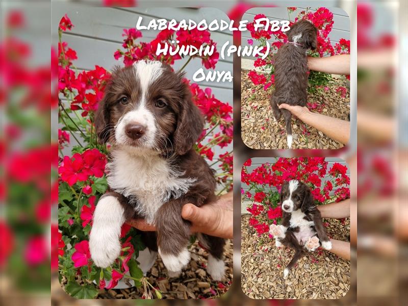 Labradoodle und Goldendoodle Mini/ Medium Welpen in verschiedenen Farben