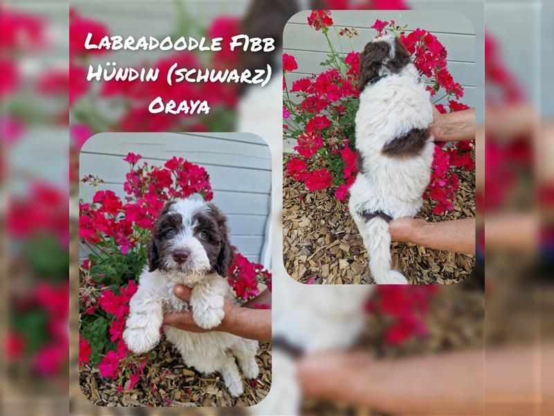 Labradoodle und Goldendoodle Mini/ Medium Welpen in verschiedenen Farben