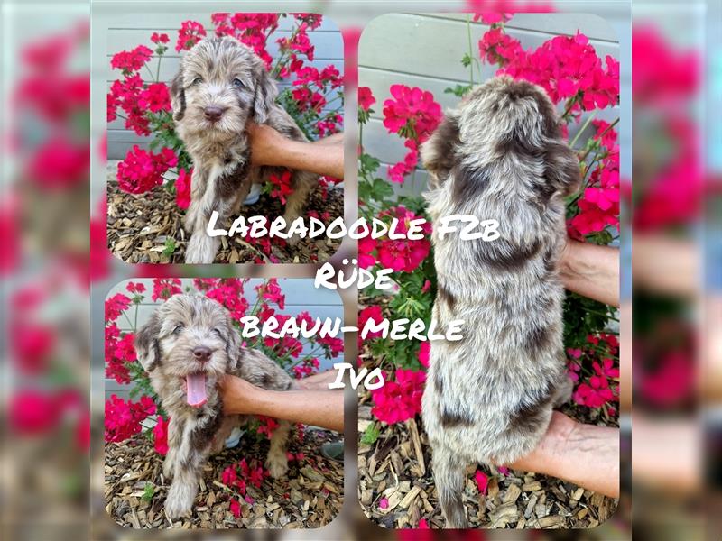 Labradoodle und Goldendoodle Mini/ Medium Welpen in verschiedenen Farben