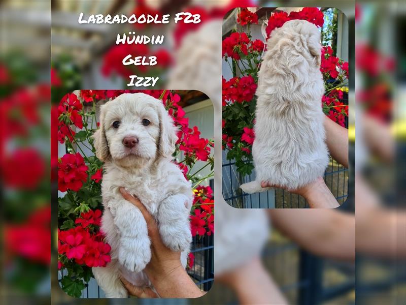 Labradoodle und Goldendoodle Mini/ Medium Welpen in verschiedenen Farben