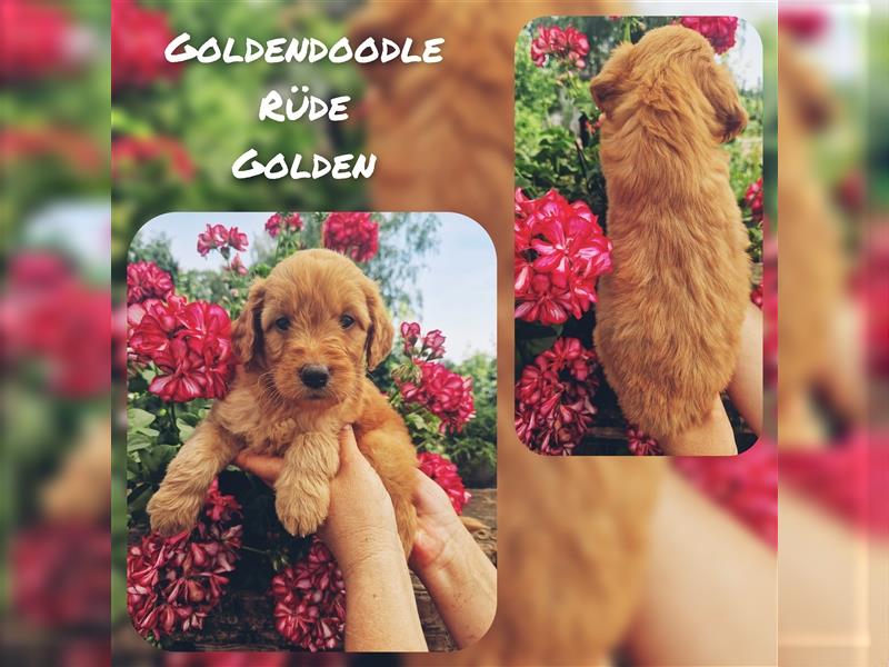 Labradoodle und Goldendoodle Mini/ Medium Welpen in verschiedenen Farben