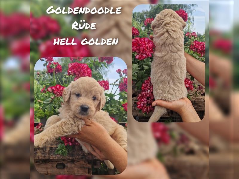 Labradoodle und Goldendoodle Mini/ Medium Welpen in verschiedenen Farben