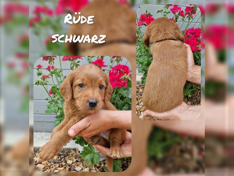 Labradoodle und Goldendoodle Mini/ Medium Welpen in verschiedenen Farben