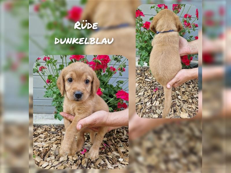 Labradoodle und Goldendoodle Mini/ Medium Welpen in verschiedenen Farben