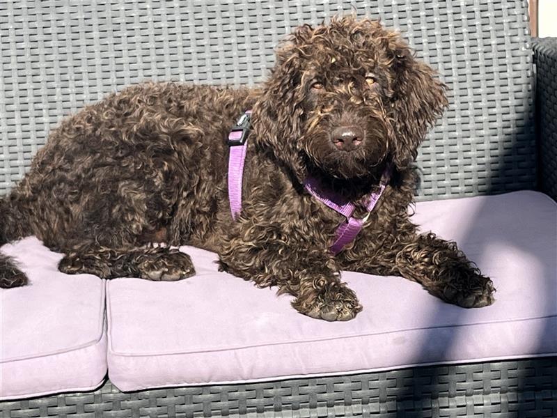 Labradordoodle f1b und goldadordoodle