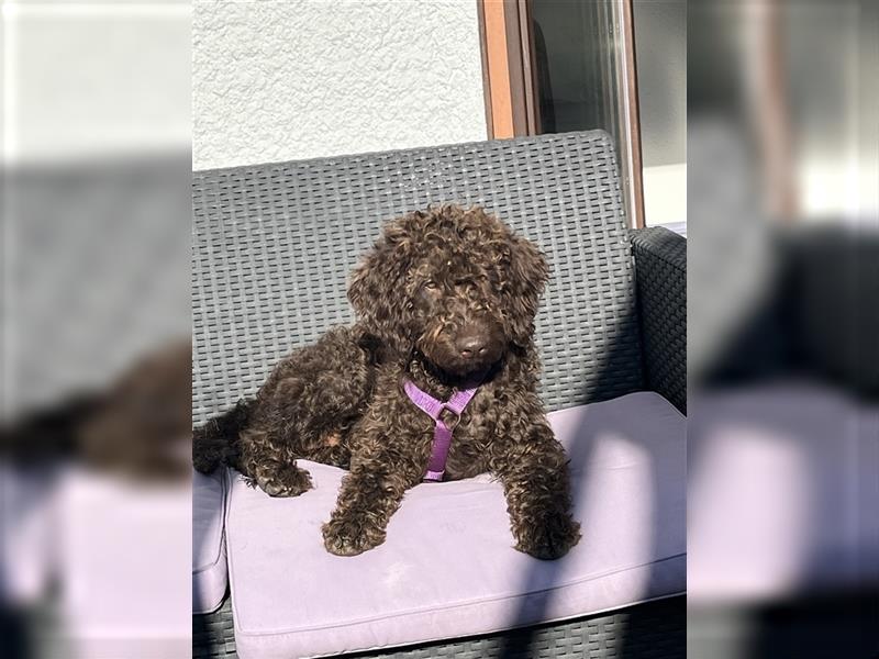 Labradordoodle f1b und goldadordoodle