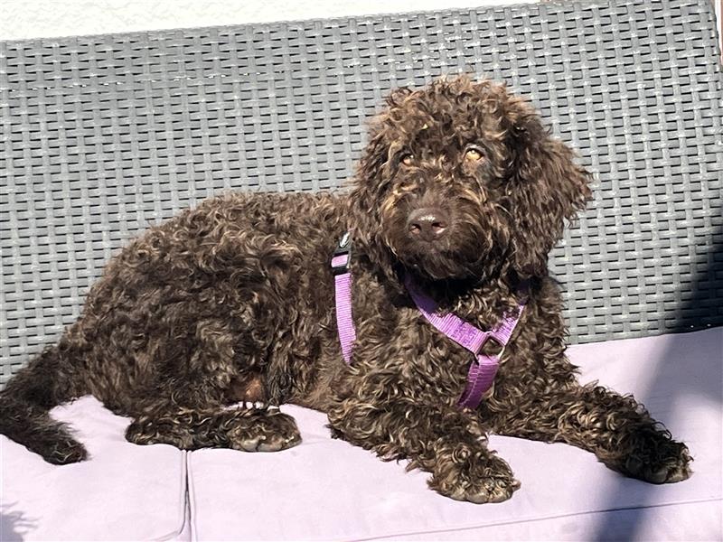 Labradordoodle f1b und goldadordoodle