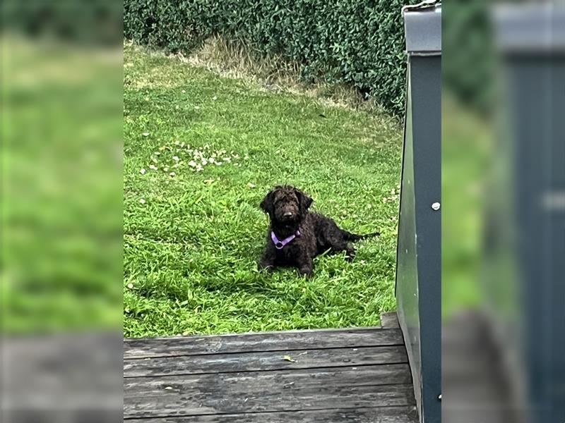 Labradordoodle f1b und goldadordoodle