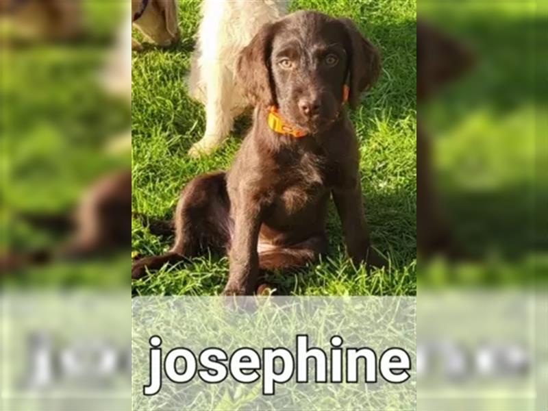 Abgabebereite F1 Labradoodle Welpen mit Ahnentafel + Gesundheitszeugnis in Schoko, schwarz + blond