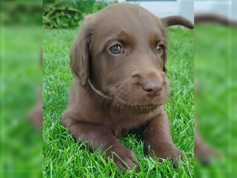 Labradoodle Welpen braun mittelgroß