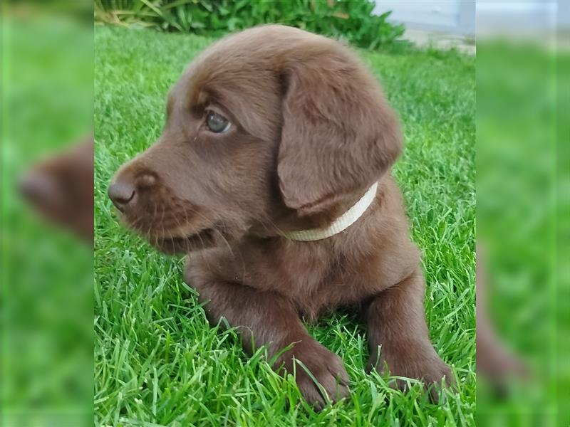 Labradoodle Welpen braun mittelgroß