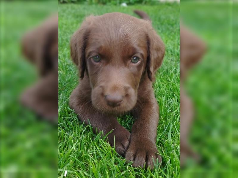 Labradoodle Welpen braun mittelgroß