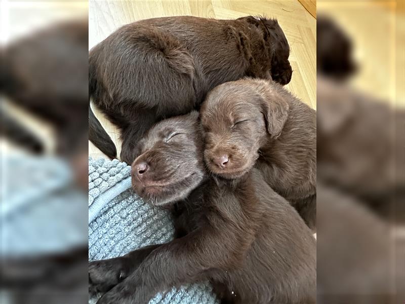 Labradoodle Welpen braun mittelgroß