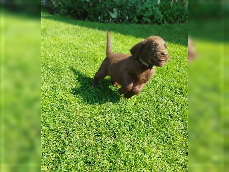 Labradoodle Welpen braun mittelgroß