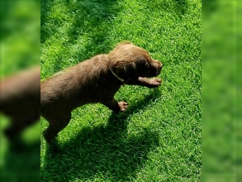 Labradoodle Welpen braun mittelgroß