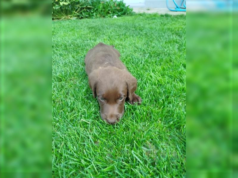 Labradoodle Welpen braun mittelgroß