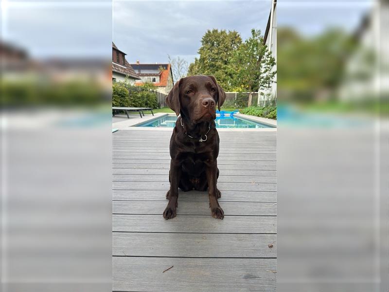 Labradoodle Welpen braun mittelgroß