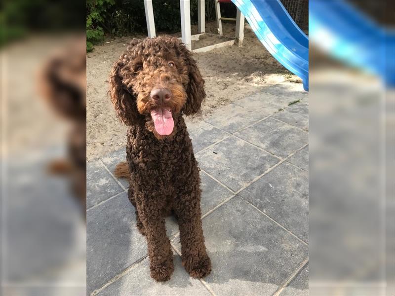 Labradoodle Welpen braun mittelgroß