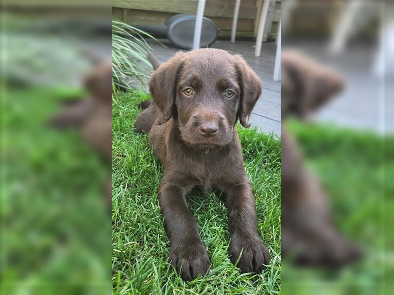 Labradoodle Welpe - Hündin "Lilly"