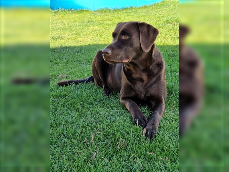 Labradoodle F1 Welben suchen neues Zuhause