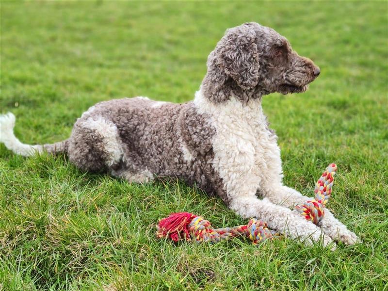 Labradoodle F1 Welben suchen neues Zuhause