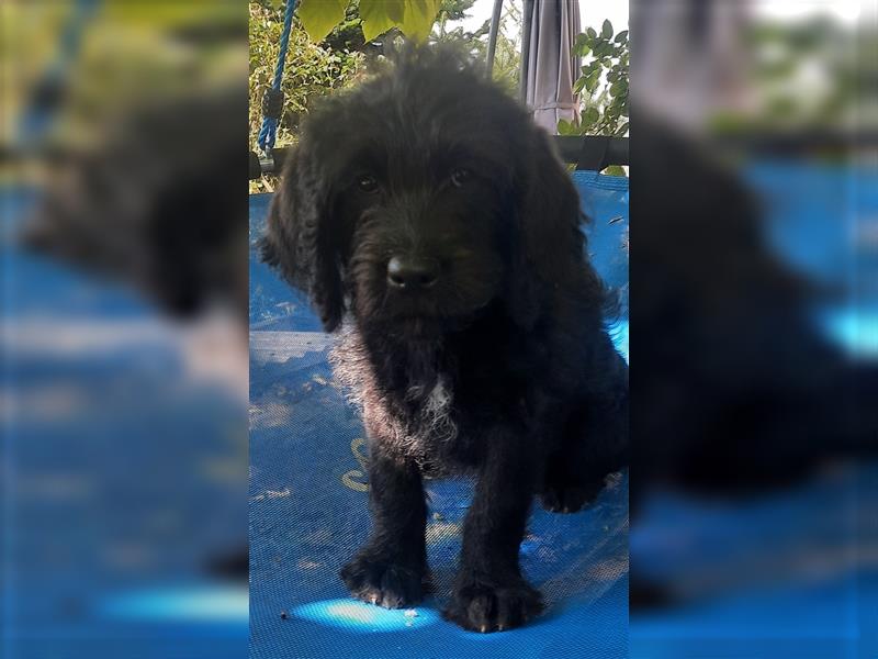 Wunderschöne Labradoodle Welpen medium F1