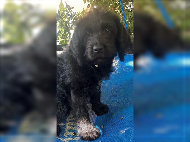 Wunderschöne Labradoodle Welpen medium F1