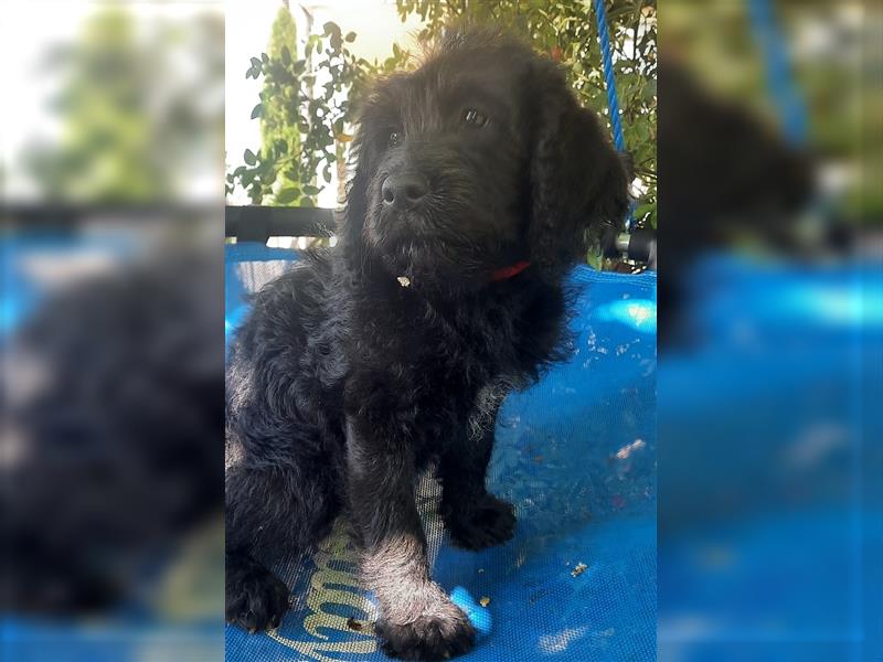 Wunderschöne Labradoodle Welpen medium F1