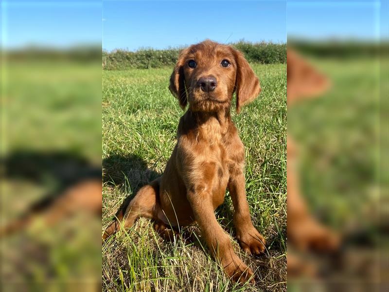 Labradoodle Welpen  fawn F1B