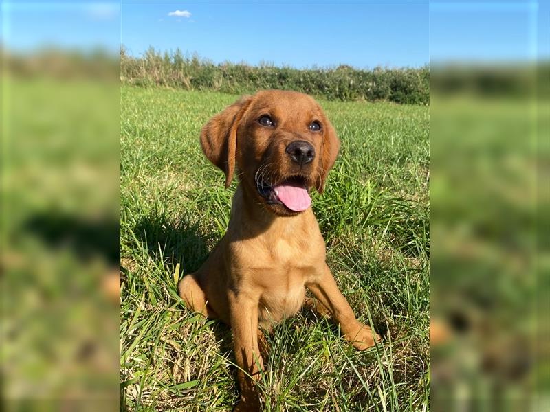 Labradoodle Welpen  fawn F1B