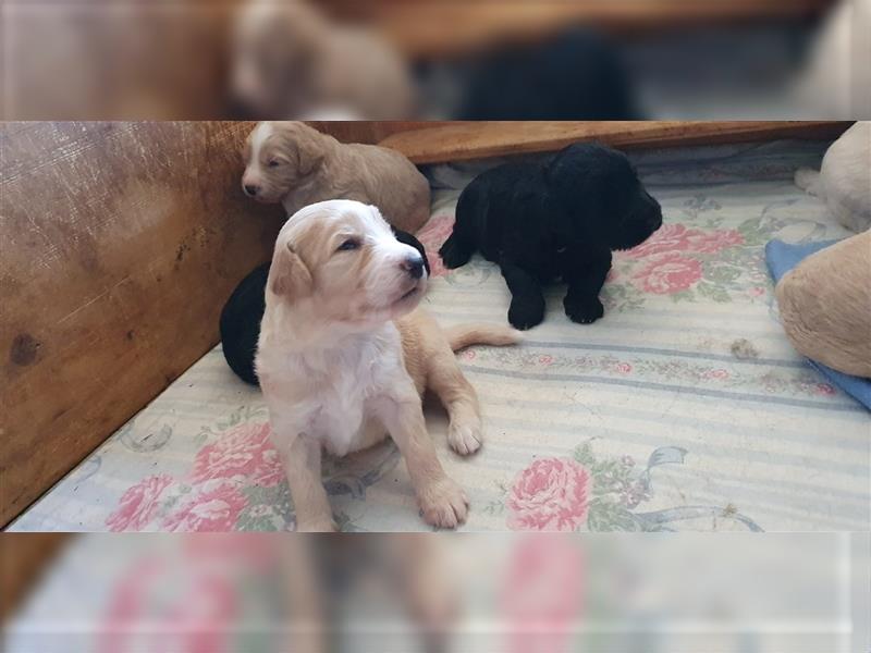 Labradoodle Welpen ♂️+♀️, Königspudel× Labrador Mix