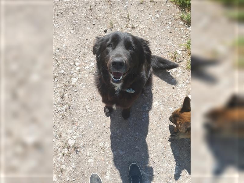 Labradoodle Welpen ♂️+♀️, Königspudel× Labrador Mix