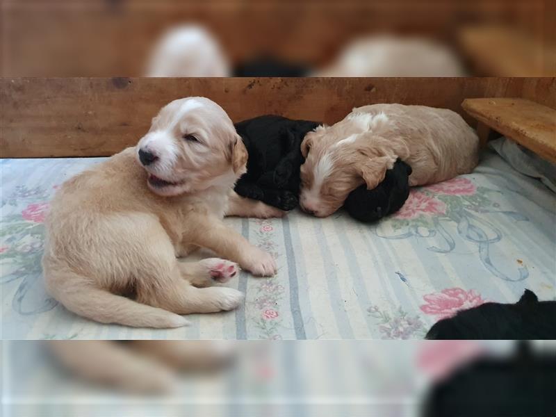 Labradoodle Welpen ♂️+♀️, Königspudel× Labrador Mix