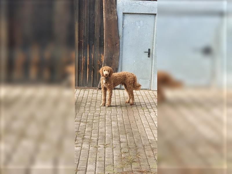 Labradoodle Welpen ♂️+♀️, Königspudel× Labrador Mix