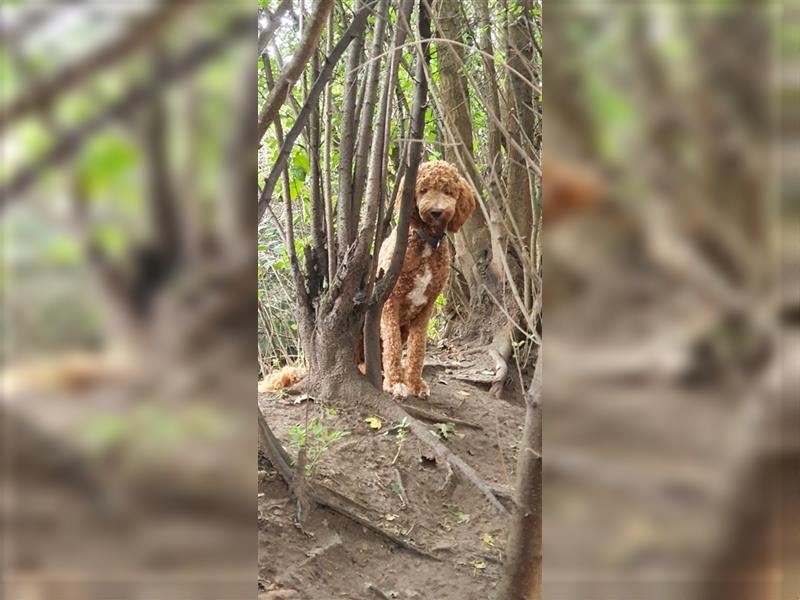 Labradoodle Welpen ♂️+♀️, Königspudel× Labrador Mix