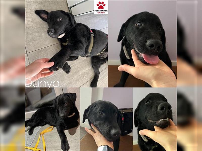 Dunya Labrador Doodle Pudel Mischling Hündin Junghund sucht Zuhause für immer