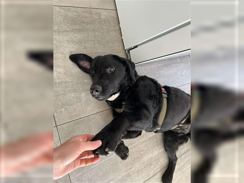 Dunya Labrador Doodle Pudel Mischling Hündin Junghund sucht Zuhause für immer