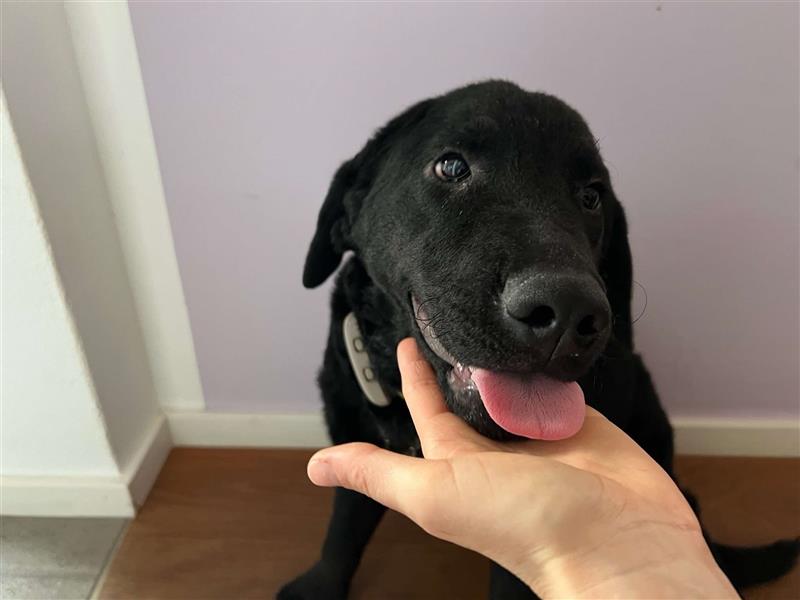 Dunya Labrador Doodle Pudel Mischling Hündin Junghund sucht Zuhause für immer