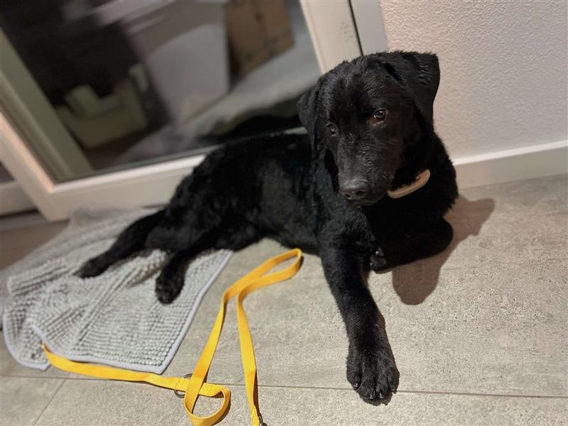 Dunya Labrador Doodle Pudel Mischling Hündin Junghund sucht Zuhause für immer