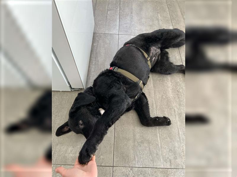 Dunya Labrador Doodle Pudel Mischling Hündin Junghund sucht Zuhause für immer