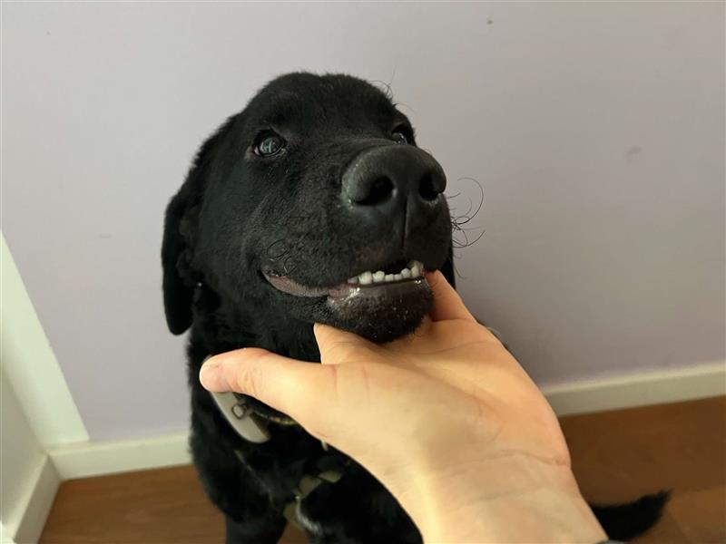 Dunya Labrador Doodle Pudel Mischling Hündin Junghund sucht Zuhause für immer